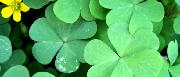 St. Patrick's Day: The History Behind The Green Holiday